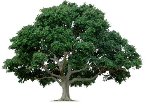 Zaštite drveće i uštedite – sa Onivom!